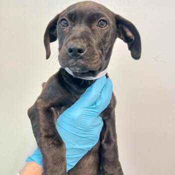 Labrador Retriever and Catahoula Leopard Dog Dogs Available for Adoption - Winter | PetCurious