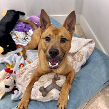 Shepherd Dogs Available for Adoption - Cohen | PetCurious