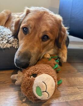 Great Pyrenees and Anatolian Shepherd Dogs Available for Adoption in Colleyville, Texas - Tilly | PetCurious