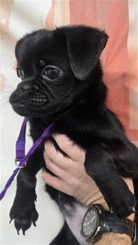 JULIAN -  Pug Dog for Adoption in San Bernardino, California - JULIAN | PetCurious