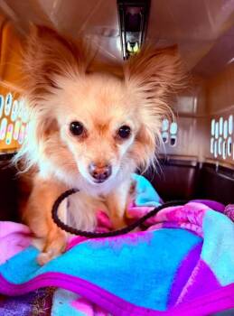 Tyra -  Mixed Breed Dog Available for Adoption in Athens, Ontario - Tyra | PetCurious