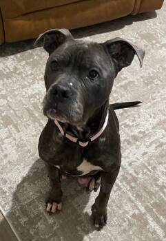 Rescue Mixed Breed Dogs for Adoption in Chattanooga, Tennessee - Hope | PetCurious