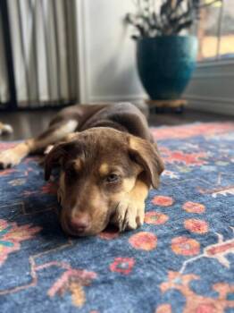 Shepherd and Labrador Retriever Dogs Available for Adoption in Richardson, Texas - 26-033 Willow | PetCurious