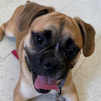 Rescue French Bulldog and Mixed Breed Dogs for Adoption in Fresno, California - Rubble | PetCurious