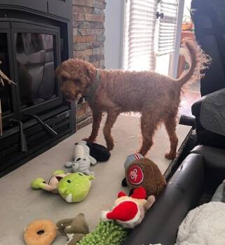 Labrador Retriever Dogs Available for Adoption - Franklin | PetCurious