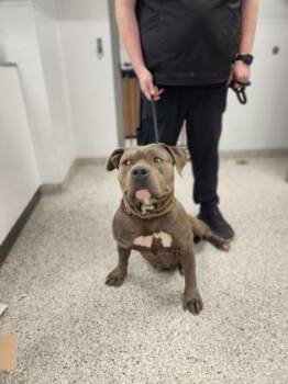 Terrier and Mixed Breed Dogs Available for Adoption in Gastonia, North Carolina - Helga | PetCurious