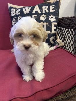 Rescue Shih Tzu Dogs for Adoption in Sparta, Illinois - Lark | PetCurious