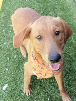 Waffles -  Retriever Dog for Adoption in Long Beach, New York - Waffles | PetCurious