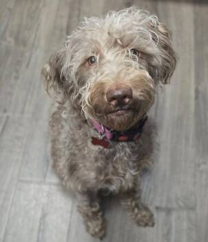 Khloe -  Poodle Dog for Adoption in Sedalia, Colorado - Khloe | PetCurious