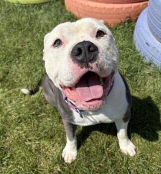 Kone -  Pit Bull Terrier Dog for Adoption in Sioux City, Iowa - Kone | PetCurious