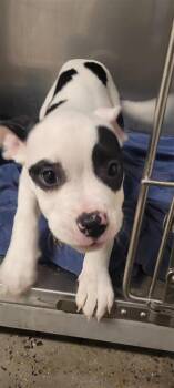 Skye Full Of Meatballs FKA Calla -  Mixed Breed Dog for Adoption in West Chester, Pennsylvania - Skye Full Of Meatballs FKA Calla | PetCurious