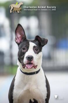 94478a Star -  American Staffordshire Terrier and Mixed Breed Dog for Adoption in North Charleston, South Carolina - 94478a Star | PetCurious