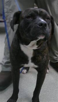A476772 -  American Staffordshire Terrier Dog for Adoption in Oklahoma City, Oklahoma - A476772 | PetCurious