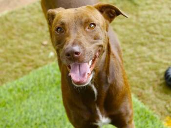 PIPPA -  Labrador Retriever and Mixed Breed Dog for Adoption in Tallahassee, Florida - PIPPA | PetCurious