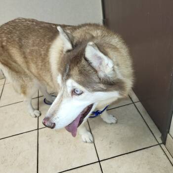 Rescue Siberian Husky Dogs for Adoption in Pahrump, Nevada - Havana | PetCurious