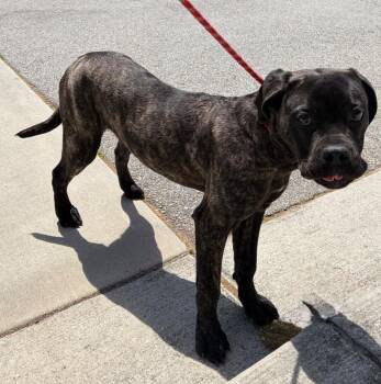 Mastiff Dogs Available for Adoption in Douglasville, Georgia - Gurl | PetCurious