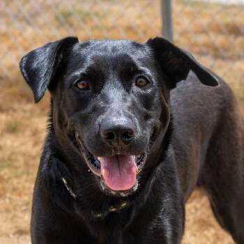 Sicily -  Black Labrador Retriever Dog for Adoption in Dripping Springs, Texas - Sicily | PetCurious
