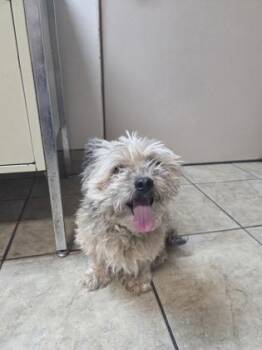 Max -  Shih Tzu Dog for Adoption in Canon City, Colorado - Max | PetCurious
