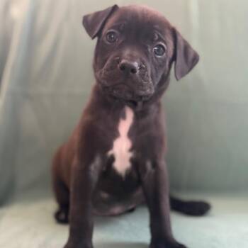 Peter -  Black Labrador Retriever and Mixed Breed Dog for Adoption in St. Peters, Missouri - Peter | PetCurious
