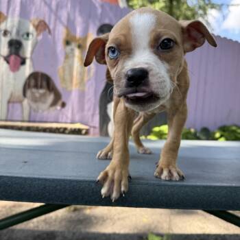 Ohana -  Pit Bull Terrier and Mixed Breed Dog for Adoption in Madison, Wisconsin - Ohana | PetCurious