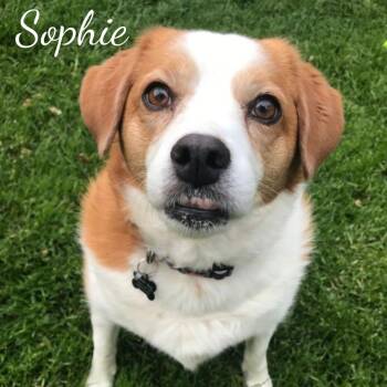 Rescue Beagle Dogs for Adoption in Janesville, Wisconsin - Sophie (bonded With Scout) | PetCurious