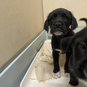 Mixed Breed Dogs Available for Adoption - Bronson | PetCurious