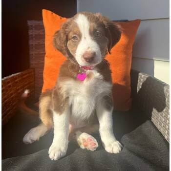 Livi -  Australian Shepherd and Mixed Breed Dog for Adoption in Portland, Oregon - Livi | PetCurious