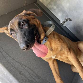 Bob Bingi -  Belgian Shepherd Malinois Dog for Adoption in Greensboro, North Carolina - Bob Bingi | PetCurious