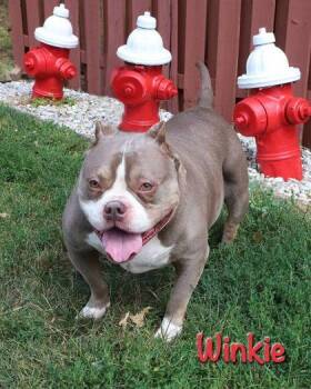 Winkie -  English Bulldog and Mixed Breed Dog for Adoption in Parma, Ohio - Winkie | PetCurious