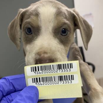 Lychee -  Mixed Breed Dog for Adoption in Charleston, West Virginia - Lychee | PetCurious