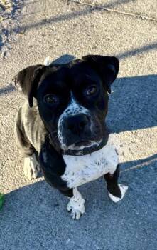 Mixed Breed Dogs Available for Adoption - DELILAH | PetCurious