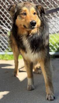 Rudy -  Border Collie Dog Available for Adoption in Louisville, Illinois - Rudy | PetCurious