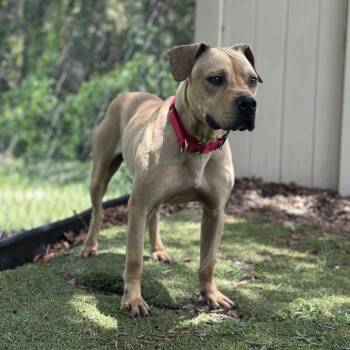 Azriel -  Mixed Breed Dog for Adoption in Titusville, Florida - Azriel | PetCurious