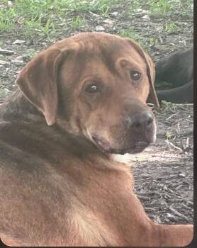 Blue -  Coonhound and Mixed Breed Dog for Adoption in Houston, Texas - Blue | PetCurious