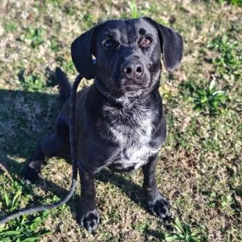 Rescue Labrador Retriever Dogs for Adoption in Springdale, Arkansas - Ray | PetCurious