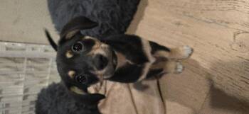 Chihuahua and Dachshund Dogs Available for Adoption in Sunnyvale, California - Lady | PetCurious