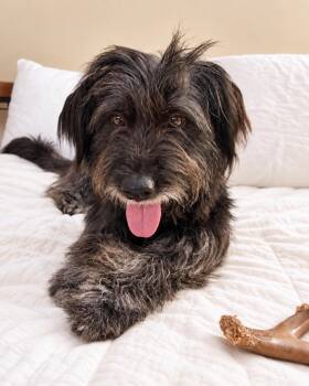 Tulip -  Terrier Dog for Adoption in Bellingham, Washington - Tulip | PetCurious