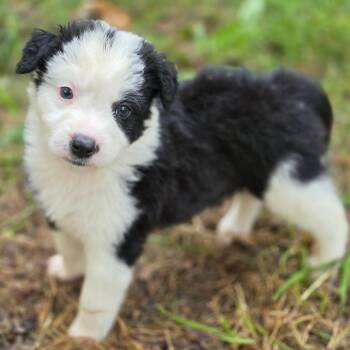 Tripping Daisy -  Mixed Breed Dog for Adoption in Fredericksburg, Virginia - Tripping Daisy | PetCurious
