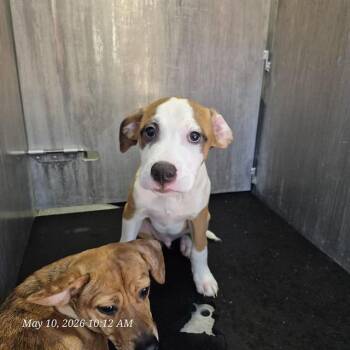 American Staffordshire Terrier Dogs Available for Adoption in San Antonio, Texas - CHICHOS | PetCurious