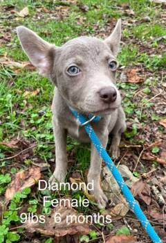 Rescue Terrier and Mixed Breed Dogs for Adoption in Lawrenceburg, Tennessee - Diamond | PetCurious