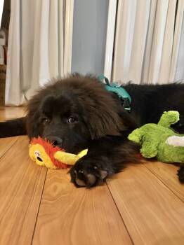 Rescue Newfoundland Dog Dogs for Adoption in Ledyard, Connecticut - Chance | PetCurious