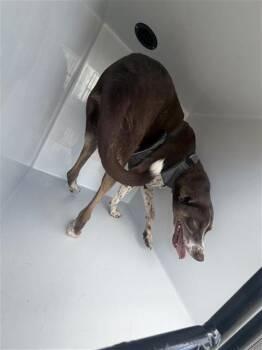 A661845 -  Labrador Retriever and Mixed Breed Dog for Adoption in Houston, Texas - A661845 | PetCurious