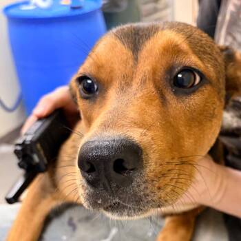 Gretal -  German Shepherd Dog and Mixed Breed Dog for Adoption in Palestine, Texas - Gretal | PetCurious