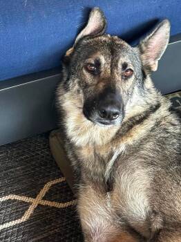 Bella- Beautiful queen, loyal bestie and road trip buddy seeks p -  Belgian Shepherd Malinois and German Shepherd Dog Dog for Adoption in Conway, South Carolina - Bella- Beautiful Queen, Loyal Bestie And Road Trip Buddy Seeks P | PetCurious