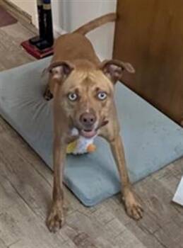 Rescue Terrier Dogs for Adoption in San Antonio, Texas - SUSHI | PetCurious