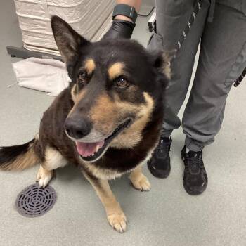 Shepherd Dogs Available for Adoption - Dawson | PetCurious