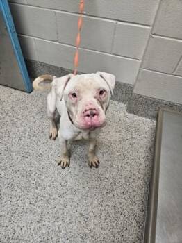 Rescue Pit Bull Terrier and Mixed Breed Dogs for Adoption in Gray, Louisiana - Snoot | PetCurious