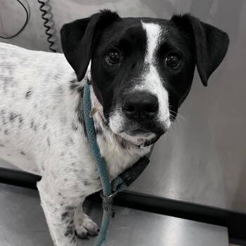 Pointer and Labrador Retriever Dogs Available for Adoption - Georgia | PetCurious