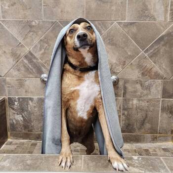 Rescue Mixed Breed and Labrador Retriever Dogs for Adoption in Mississauga, Ontario - Felice | PetCurious