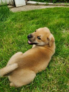 Mixed Breed Dogs Available for Adoption in Saskatoon, Saskatchewan - Fisher | PetCurious
